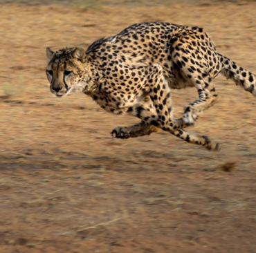 Rajkotupdates.news:Cheetah-Magnificent-But-Fragile-Experts-List-Concerns-For-Cheetahs