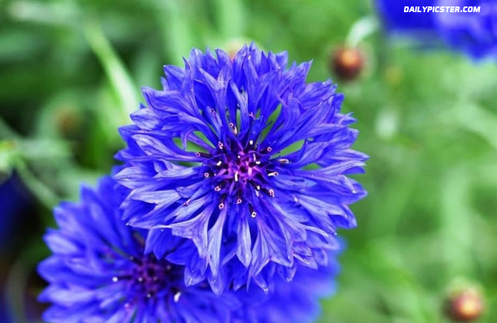 Blue Flowered Weeds